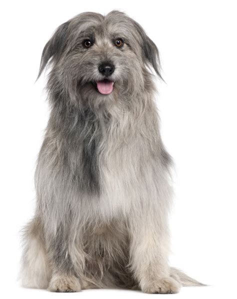 Pyrenean Shepherd – Healthy Breeds