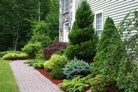 Cool Best Green Shrubs For Front Of House References