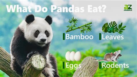 What Do Pandas Eat? - AZ Animals