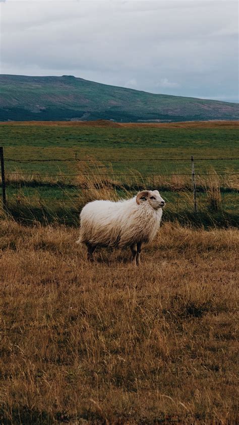 Download wallpaper 938x1668 sheep, grass, pasture iphone 8/7/6s/6 for ...