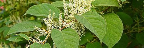 Japanese Knotweed, Resveratrol | Uses, Benefits, Side Effects of Resveratrol – Vital Plan