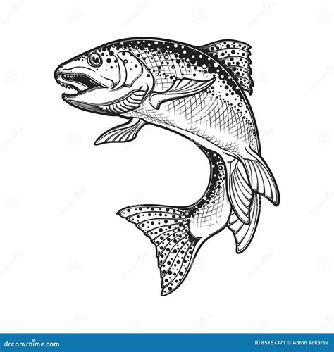 √ Rainbow Trout Fish Drawing - Popular Century