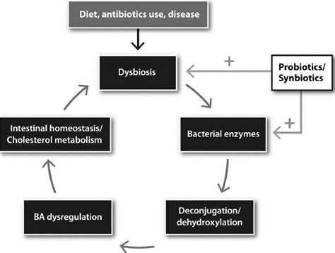 Schematic representation of the vicious cycle that follows the ...