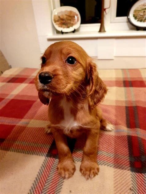 Stunning red working cocker spaniel puppies | in Widnes, Cheshire | Gumtree