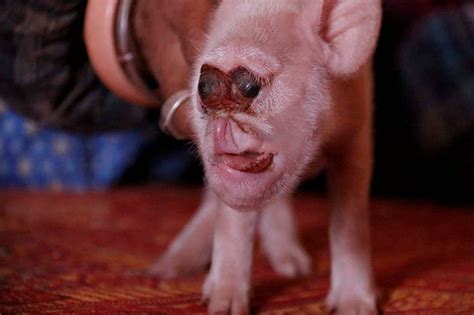 Pig with monkey face born to stunned farmer in China | Daily Star