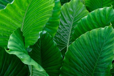 Green palm leaves – License image – 71421197 lookphotos