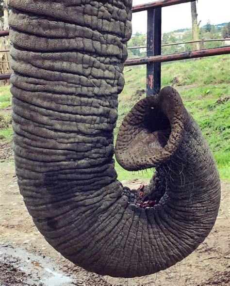 closeup of an elephant's trunk Oakland Zoo, Elephant Trunk, Organic ...