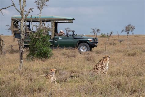 Somerset House - Images. AFRICA-KENYA-OL PEJETA CONSERVANCY-SAFARI JEEP WITH MALE CHEETAHS ...