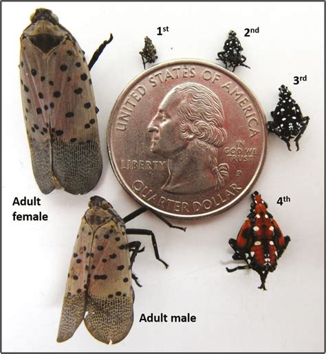 Spotted Lanternfly Extermination - A#1 Animal and Pest Control