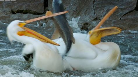 Pelican's Fishing Fail | Earth's Great Rivers | BBC Earth - YouTube