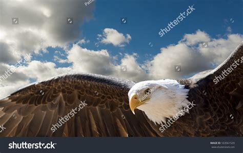 Eagle flying closeup Images, Stock Photos & Vectors | Shutterstock