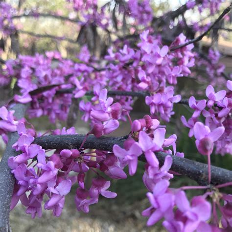 Texas Redbud Tree in bloom : r/flowers