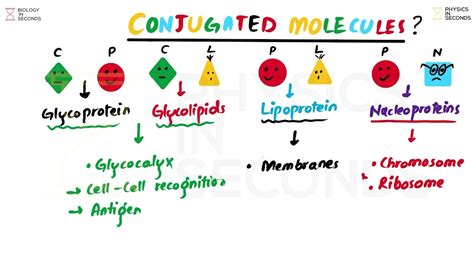 Conjugated Molecules - MDCAT Biology - YouTube