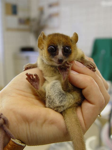 OurClassPages - Mouse Lemur- Katherine O'Connor