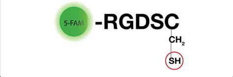 RGD containing peptide. A RGD containing peptide is designed to have a... | Download Scientific ...