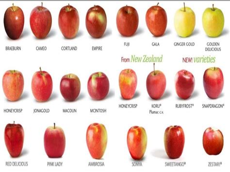 Apple varieties