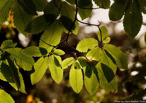 Interesting facts about chestnut trees | Just Fun Facts