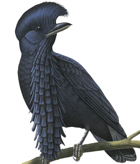 Chicken Feathers: Ever see an umbrella bird?