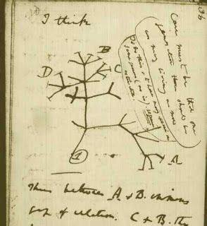 Charles Darwin's Notebooks | studioyoko | Darwin tree of life, Evolution, Phylogenetic tree