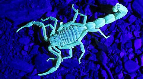 Scorpion’s Glow & 12 Other Facts About These Amazing Arachnids - Edible ...