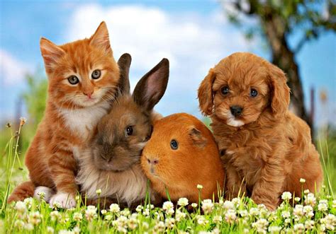 Puppies and Kittens Desktop Wallpapers - Top Free Puppies and Kittens Desktop Backgrounds ...