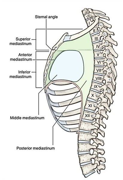 Mediastinum | Learn Surgery Online