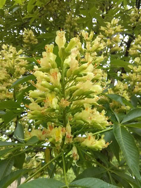 OHIO BUCKEYE - AESCULUS GLABRA | The UFOR Nursery & Lab