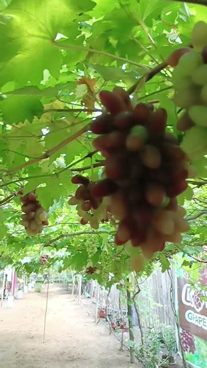 ubas fresh snacks #short #grapes #fresh #vineyard - YouTube