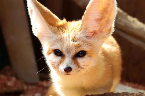 Facts About Fennec Foxes