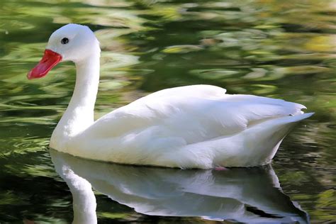 Swan Species List