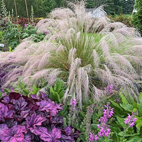 Top 10 Perennial Ornamental Grasses for Your Garden - Birds and Blooms