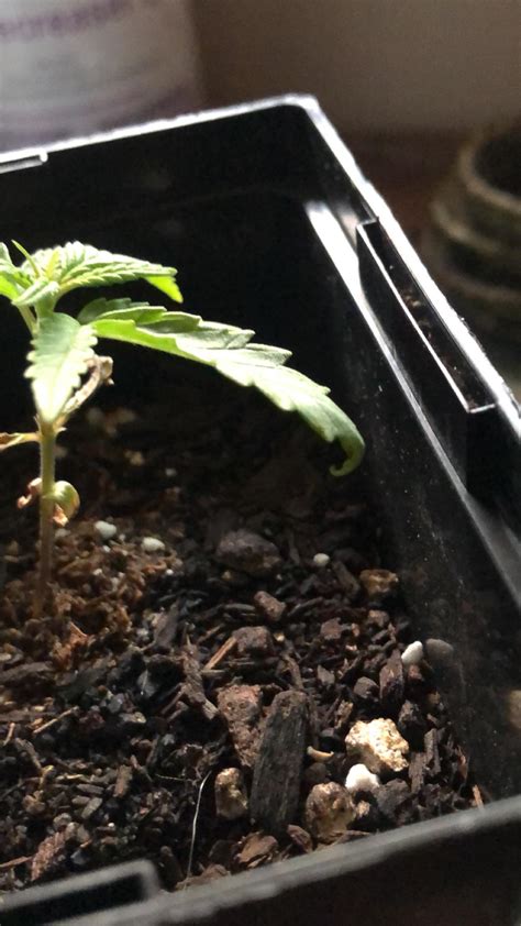 whys this leaf curling? kept in very windy conditions outside : r/microgrowery