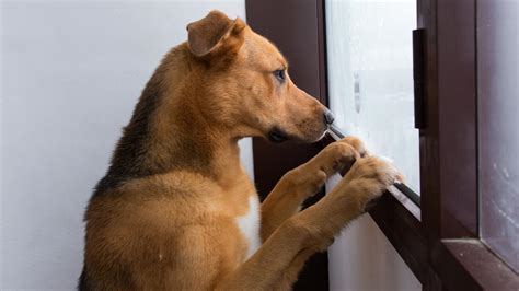 Dogs of Oz: Top 5 home alone dog habits explained | List | Daily Telegraph