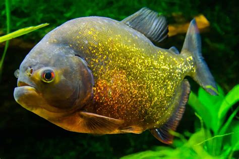 Red-bellied Piranha Care Guide : Diet, Habitat, and More