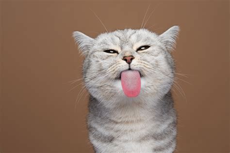 Cat Tongue: Anatomy, Function and Care - The Tiniest Tiger