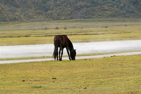 Wild Horses, Cotopaxi stock image. Image of base, national - 167003737