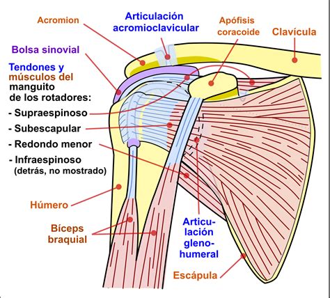 ¿Qué es el manguito de los rotadores?