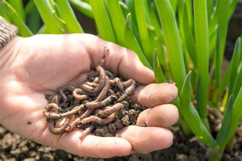 Adding Compost To Garden Soil / 11 Best Composting Tips to Create a Perfect Compost ... - In an ...