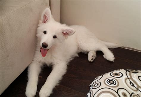 Piksel, our White Swiss Shepherd puppy : r/aww