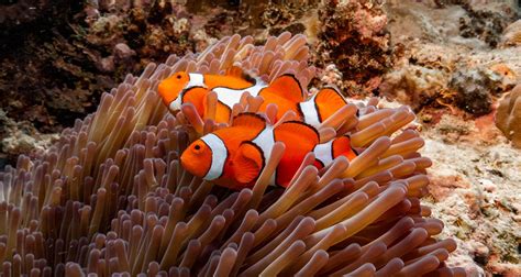 Animals of the Great Barrier Reef: Meet the Great Eight