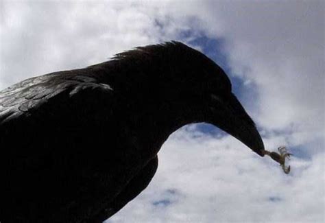 Pin on Raven crow