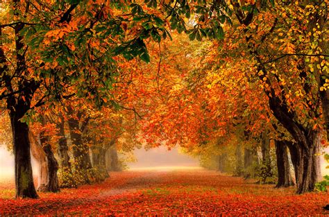 trees autumn England wallpapers from photomonstr - images from Fonwall