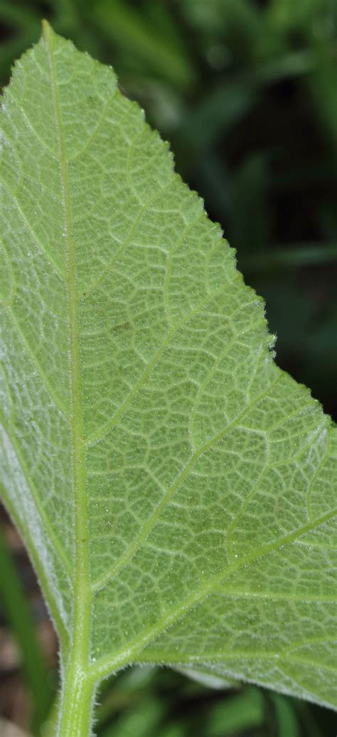 Cucurbita maxima Duchesne | Plants of the World Online | Kew Science