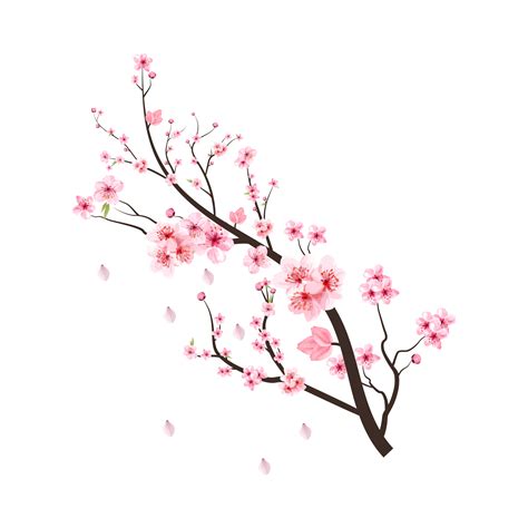 Cherry blossom branch with blooming pink Sakura flower PNG. Cherry ...