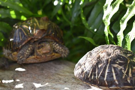 A GUIDE to Northern Box Turtles. IDENTIFICATION, Conservation Status, and History – Crazy Plants ...