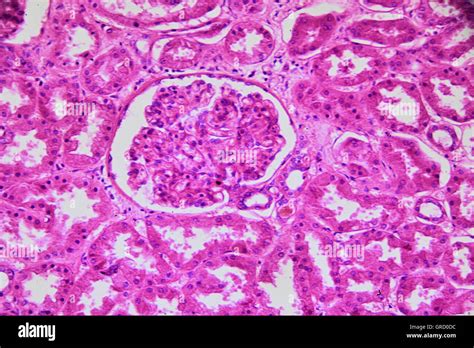 Human Kidney, Cortical Zone Under Microscope Stock Photo, Royalty Free ...