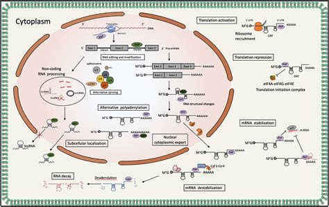 Frontiers | PABPC1——mRNA stability, protein translation and tumorigenesis