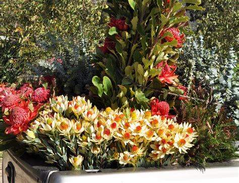 A Passion for Flowers: Spring-Ready: Leucadendron & Leucospermum