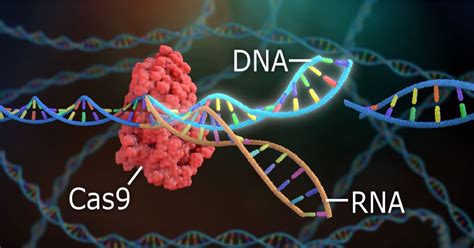 CRISPR/Cas9-mediated Gene Knockout - Protocol - OneLab