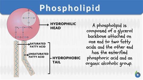 Phospholipid - Definition and Examples - Biology Online Dictionary